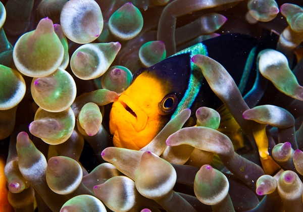 پرتره ماهی‌های اعماق خلیج فارس در خانه هنرمندان